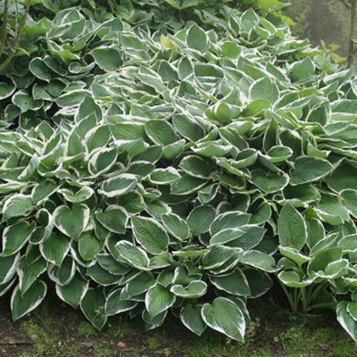 Primrose Hosta Francee Plantain Lily 9Cm Pot Perennial Plant from B&Q