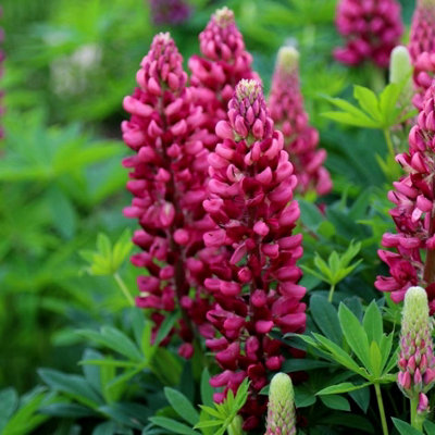 Primrose Lupinus Gallery Red Lupin 9Cm Pot Perennial Plant from B&Q