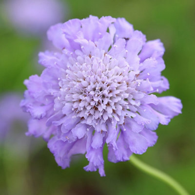 Primrose Scabiosa Butterfly Blue Pincushion Flower 9Cm Pot Perennial Plant from B&Q