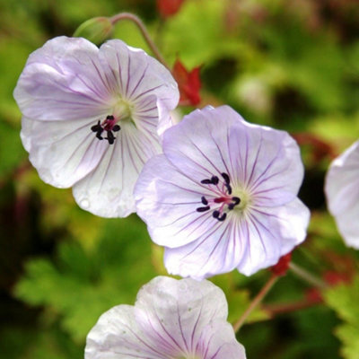 Primrose Geranium Lilac Ice Cranesbill 9Cm Pot Perennial Plant from B&Q