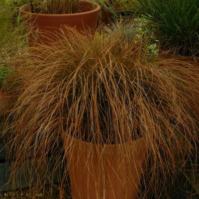 Primrose Carex Testacea Prairie Fire Sedge 9Cm Pot Grass Plant from B&Q