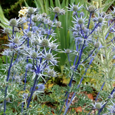 Primrose Eryngium Bourgatii Sea Holly 9Cm Pot Perennial Plant from B&Q