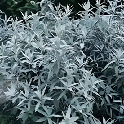 Primrose Artemisia Ludoviciana Silver Queen Western Mugwort 9Cm Pot Perennial Plant from B&Q