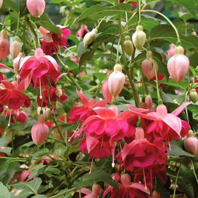 Primrose Fuchsia Garden News Pot Bedding Plants 9Cm
