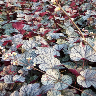 Primrose Heuchera Silver Scrolls Coral Bells 9Cm Pot Perennial Plant from B&Q