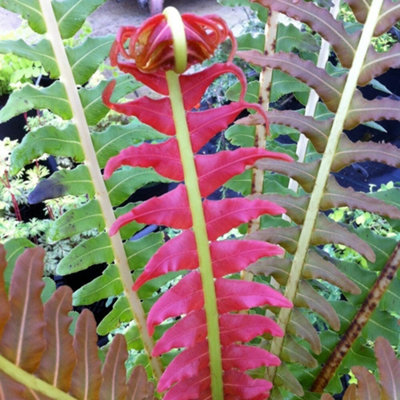 Primrose Blechnum Brasiliense Volcano Hard Fern Or Deer Fern 9Cm Pot from B&Q