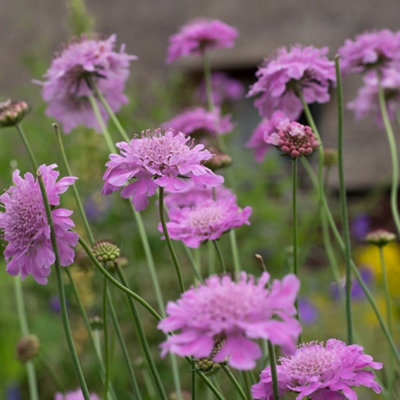 Primrose Scabiosa Kudo Pink Pincushion Flower 9Cm Pot Perennial Plant from B&Q