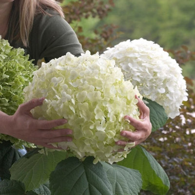 B&Q -  Incrediball Sevenbark Shrub Plant Hydrangea Arborescens 12L Pot 80Cm100Cm