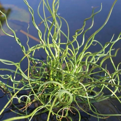 Primrose Juncus Effusus F. Spiralis Corkscrew Rush 9Cm Pot Pond Plant from B&Q