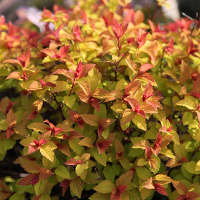 B&Q -  Goldflame Japanese Spiraea Outdoor Shrub Plant Spiraea Japonica 2L Pot