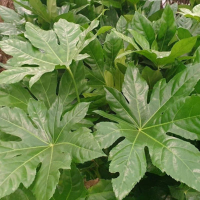 Plant Theory Japanese Aralia Shrub Plant Fatsia Japonica 7.5L Pot 40Cm50Cm from B&Q