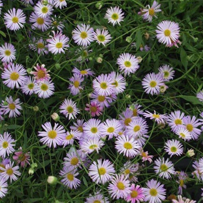 Primrose Erigeron Karvinskianus Lavender Lady Mexican Fleabane 9Cm Pot Perennial Plant from B&Q