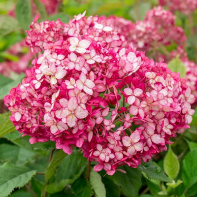 Plant Theory Ruby Annabelle Sevenbark Shrub Plant Hydrangea Arborescens 3L Pot from B&Q