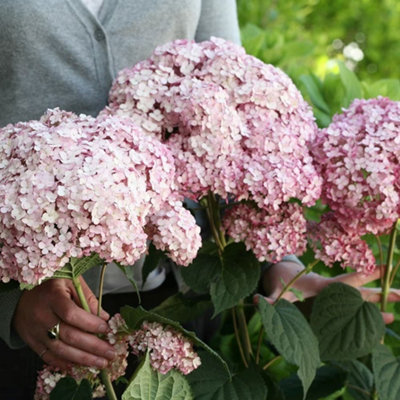 B&Q -  Sweet Annabelle Sevenbark Shrub Plant Hydrangea Arborescens 3L Pot