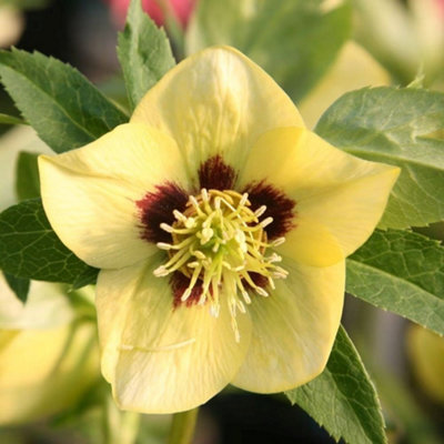 Plant Theory Harvington Yellow With Dark Eye Lenten Rose Hellebore Perennials Plants 2L Pot from B&Q
