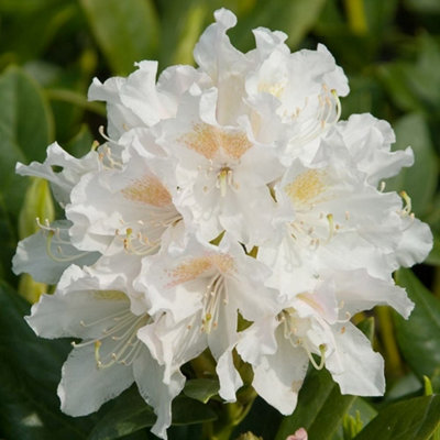 Plant Theory Cunninghams White Shrub Plant Rhododendron 12L Pot 60Cm80Cm from B&Q