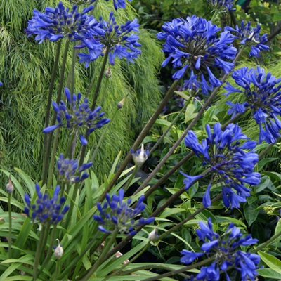 Primrose Agapanthus Midnight Star African Lily 9Cm Pot Perennial Plant from B&Q