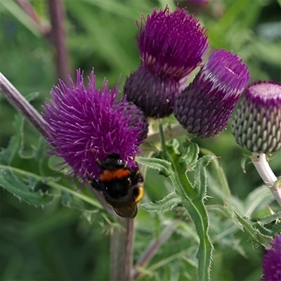 Primrose Cirsium Rivulare Trevors Felley Find Brook Thistle 9Cm Pot Perennial Plant from B&Q