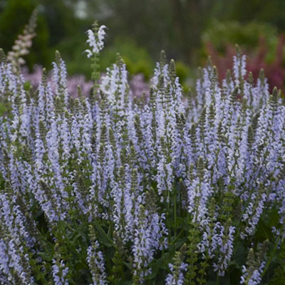 Primrose Salvia Nemorosa Crystal Blue Balkan Clary 9Cm Pot Perennial Plant from B&Q