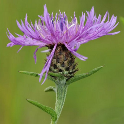 Primrose Centaurea Black Knapweed Or Common Knapweed 9Cm Pot Perennial Wildflower Plant from B&Q