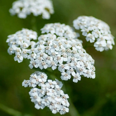 Primrose Achillea Millefolium Common Yarrow 9Cm Pot Perennial Wildflower Plant from B&Q