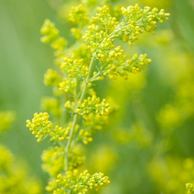 Primrose Galium Verum Ladys Bedstraw 9Cm Pot Perennial Wildflower Plant from B&Q