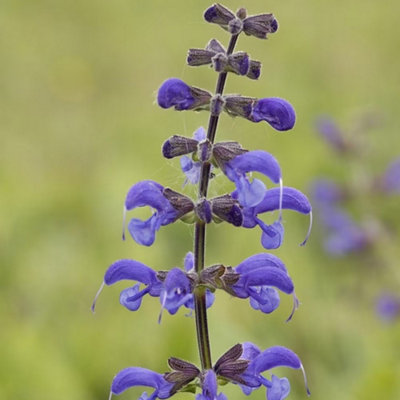 Primrose Salvia Pratensis Meadow Clary 9Cm Pot Perennial Wildflower Plant from B&Q
