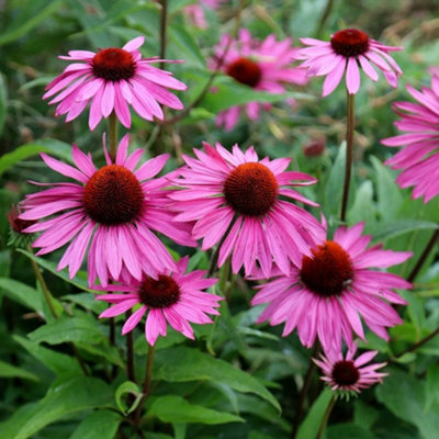 B&Q -  Echinacea Purpurea Rubinstern Coneflower 9Cm Pot Perennial Plant