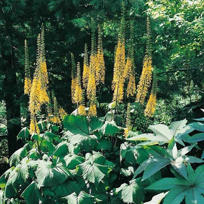 B&Q -  Ligularia The Rocket 9Cm Pot Perennial Plant