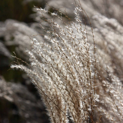 Primrose Miscanthus Sinensis Kleine Fontäne Silver Grass 9Cm Pot Grass Plant from B&Q