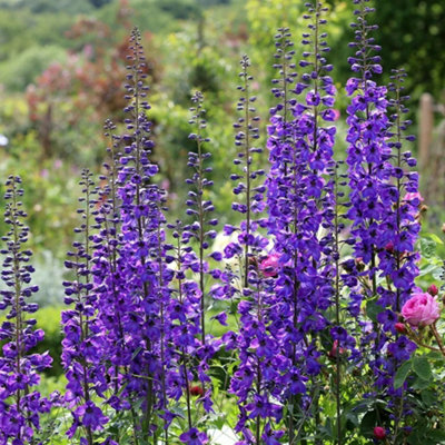 B&Q -  Delphinium Black Knight Group 9Cm Pot Perennial Plant