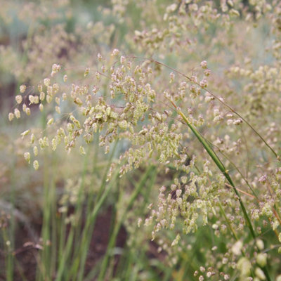 Primrose Briza Media Common Quaking Grass 9Cm Pot Grass Plant from B&Q