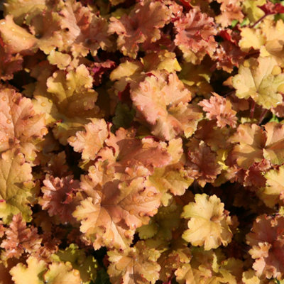 Primrose Heuchera Marmalade Coral Bells 9Cm Pot Perennial Plant from B&Q