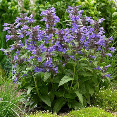 Primrose Nepeta Neptune Catmint 9Cm Pot Perennial Plant from B&Q
