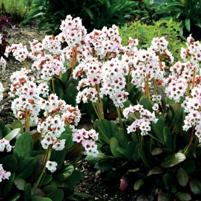 Primrose Bergenia Angel Kiss Elephants Ears 9Cm Pot Perennial Plant from B&Q