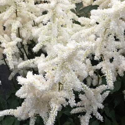 Primrose Astilbe Brautschleier 9Cm Pot Perennial Plant from B&Q