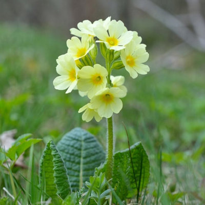 Primrose Primula Elatior Oxslip 9Cm Pot Perennial Wildflower Plant from B&Q
