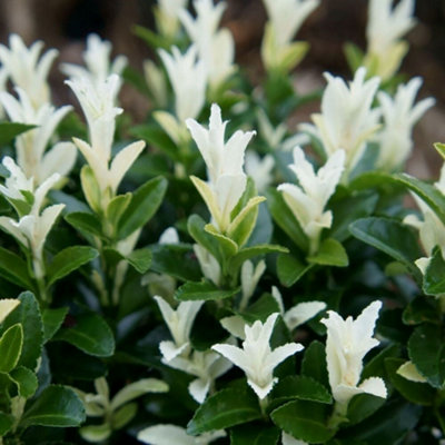 Plant Theory Paloma Blanca Japanese Euonymus Shrub Plant Euonymus Japonicus 2L Pot from B&Q