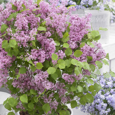 Plant Theory Flowerfesta Pink Dwarf Lilac Outdoor Shrub Plant Syringa Meyeri 3L Pot from B&Q