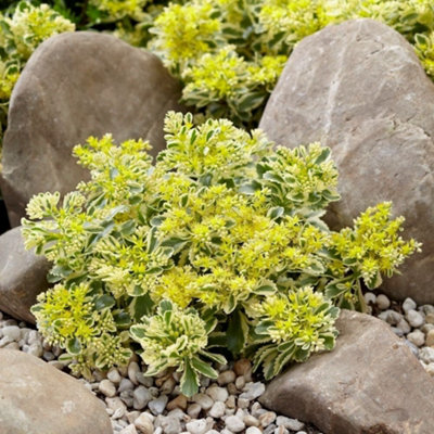 Primrose Sedum Takesimense Atlantis 9Cm Pot Perennial Plant from B&Q