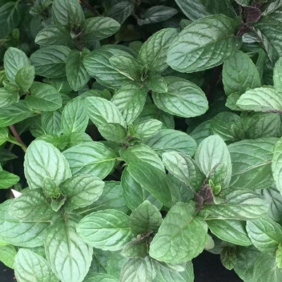 Primrose Chocolate Mint Herb Plant Mentha X Piperita Citrata 9Cm Pot from B&Q