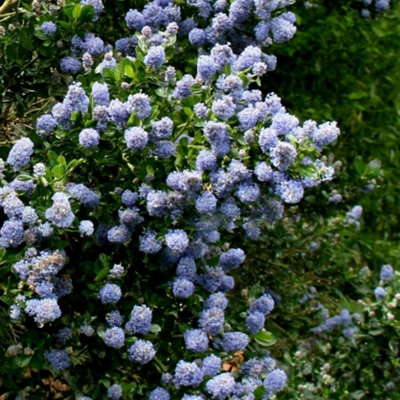 Plant Theory Skylark Californian Lilac Shrub Plant Ceanothus 10L Pot 60Cm100Cm from B&Q