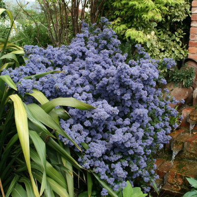 Plant Theory Blue/Lilac Puget Californian Shrub Plant Ceanothus Pot 50Cm - 80Cm 10L