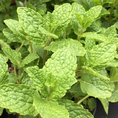 Primrose Moroccan Mint Herb Plant Mentha Spicata Crispa 9Cm Pot from B&Q