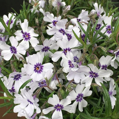 Primrose Phlox Subulata Ba Ia Creeping Phlox 9Cm Pot Alpine Perennial Plant from B&Q