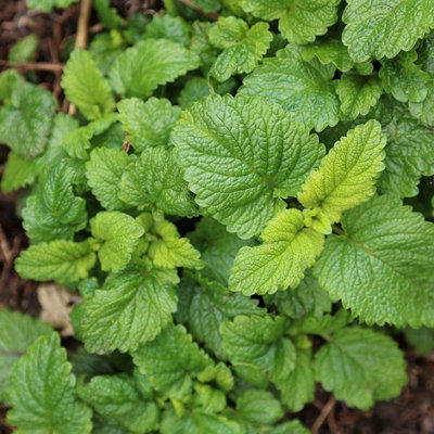 Primrose Lemon Balm Herb Plant Melissa Officinalis 9Cm Pot from B&Q