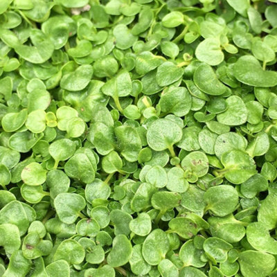 Primrose Corsican Mint Herb Plant Mentha Requienii 9Cm Pot from B&Q