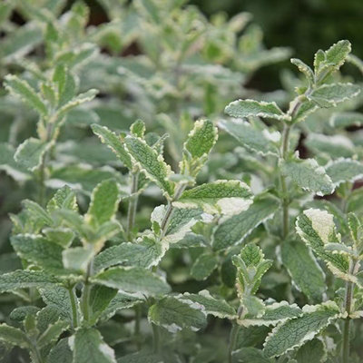 Primrose Pineapple Mint Herb Plant Mentha Suaveolens Variegata 9Cm Pot from B&Q