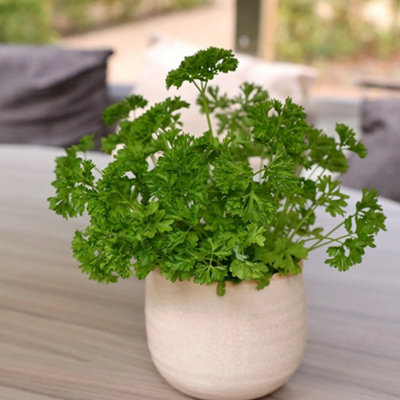Primrose Parsley Extra Moss Curled Herb Plant Curled Parsley 9Cm Pot from B&Q