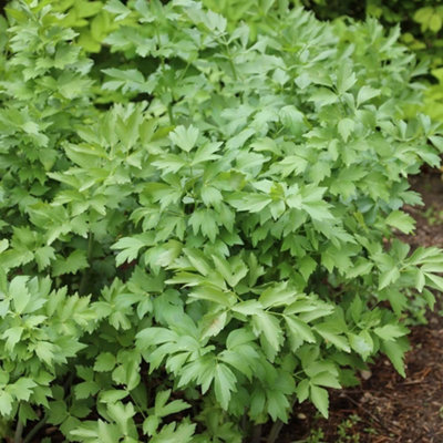 B&Q -  Lovage Herb Plant Levisticum Officinale 9Cm Pot